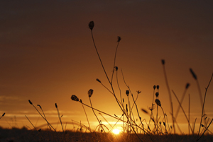 prairies